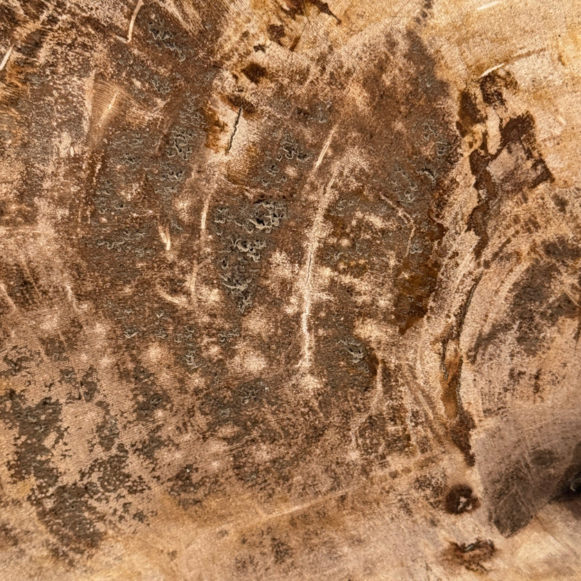 Beautiful Slice of Petrified Wood on stand - D5/170