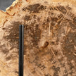 Beautiful Slice of Petrified Wood on stand - D5/170