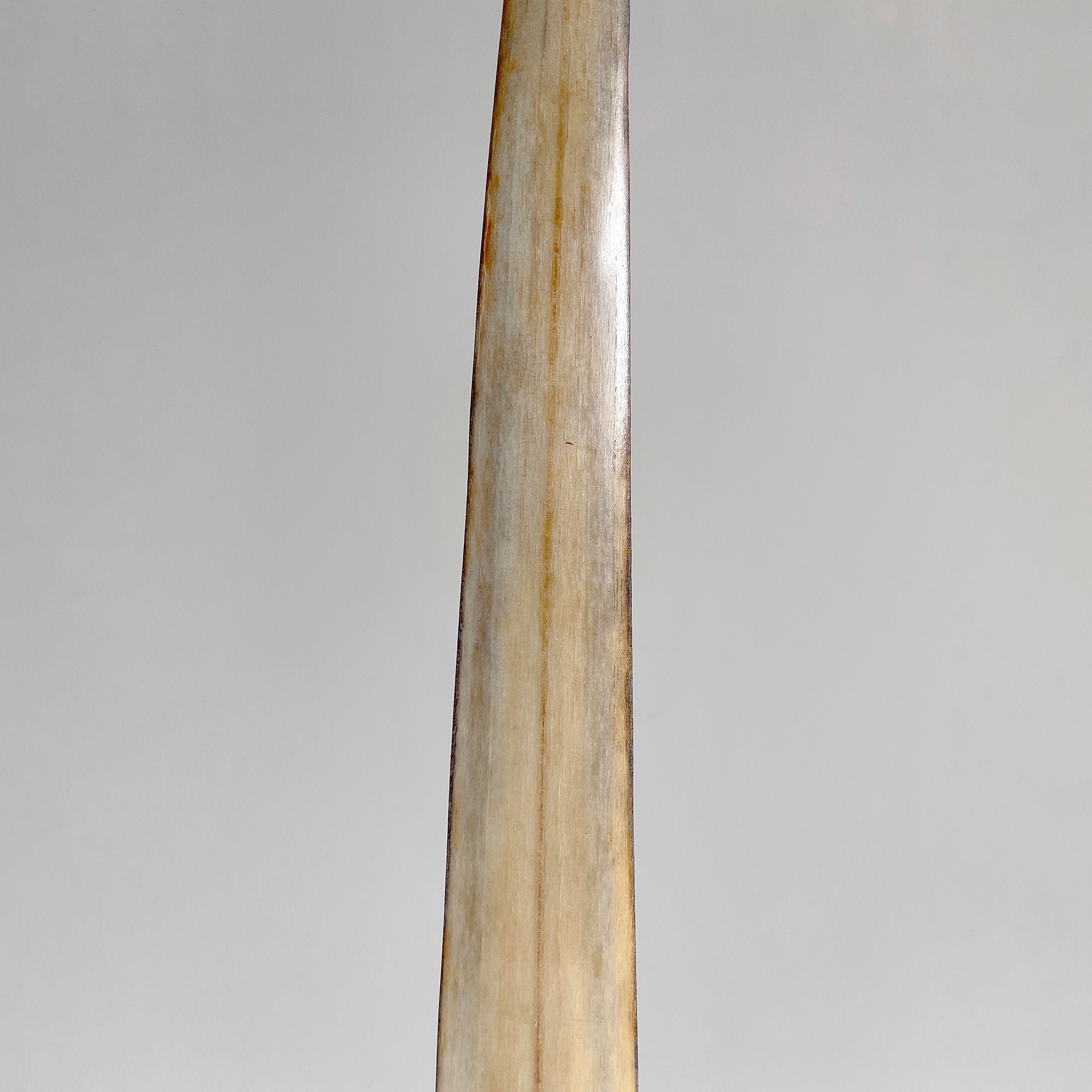 Natural Tusk on stand 22/EX/503