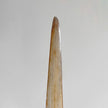 Natural Tusk on stand 22/EX/503