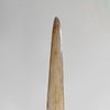 Natural Tusk on stand 22/EX/503