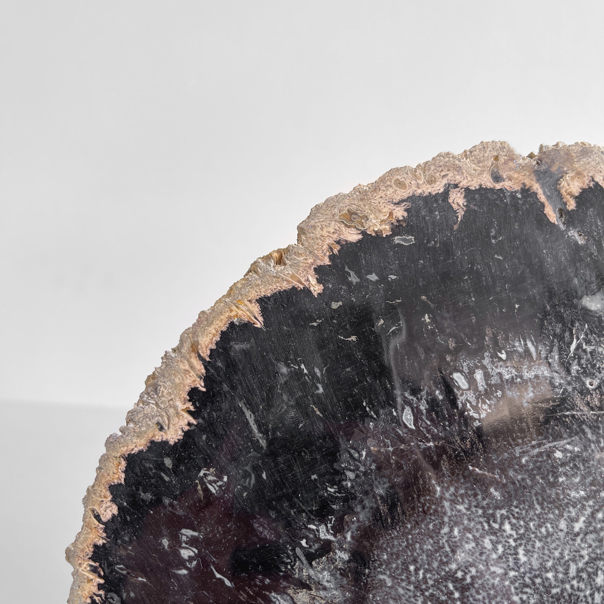 A Beautiful Slice of Petrified Palm Root on stand  PetW/101