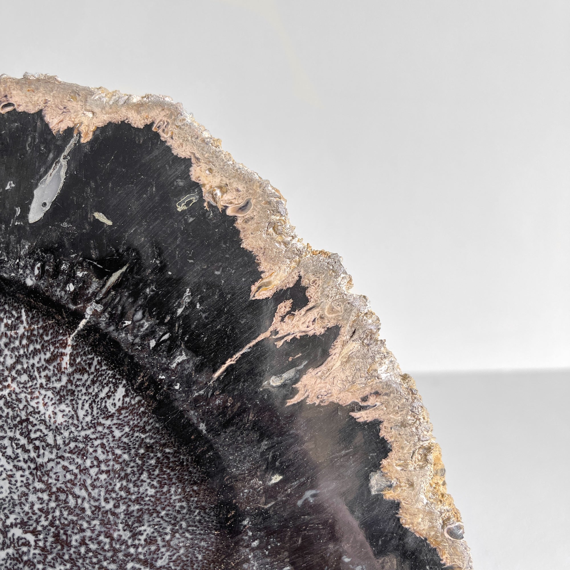 A Beautiful Slice of Petrified Palm Root on stand  PetW/101