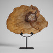 Beautiful Slice of Petrified Wood on stand PetW/038