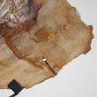 Beautiful Slice of Petrified Wood on stand PetW/038