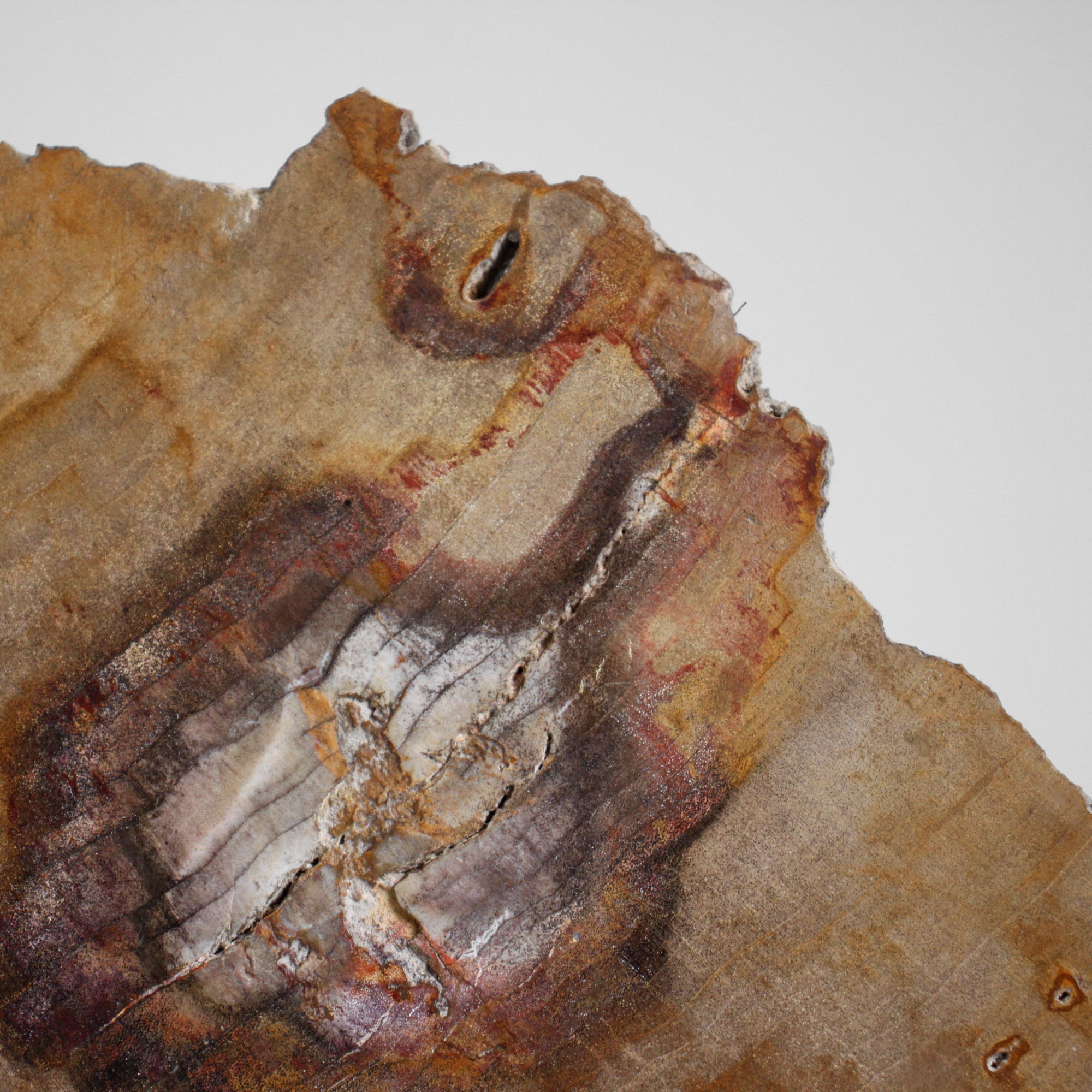 Beautiful Slice of Petrified Wood on stand PetW/038