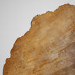 Beautiful Slice of Petrified Wood on stand PetW/038