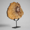 Beautiful Slice of Petrified Wood on stand PetW/038