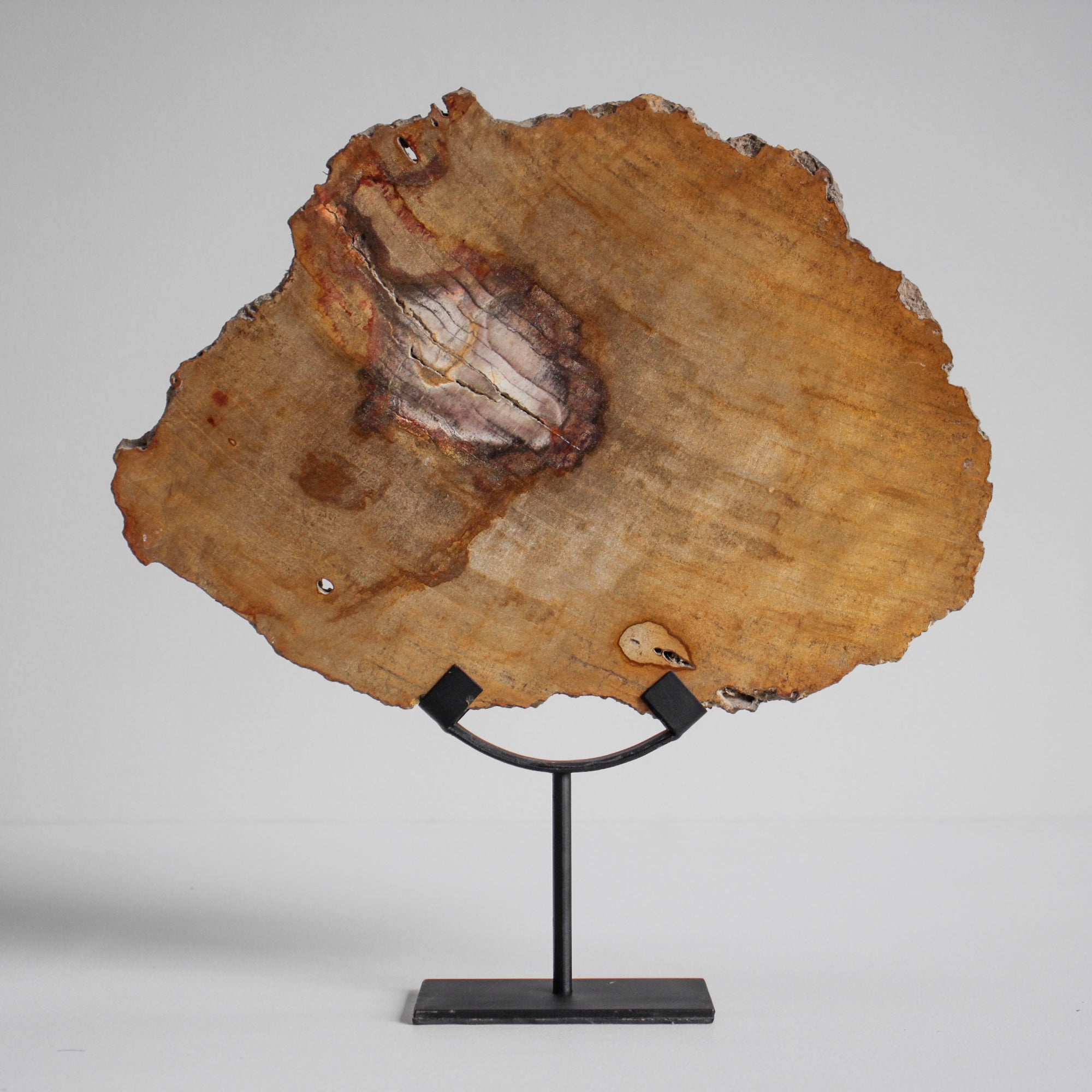 Beautiful Slice of Petrified Wood on stand PetW/038