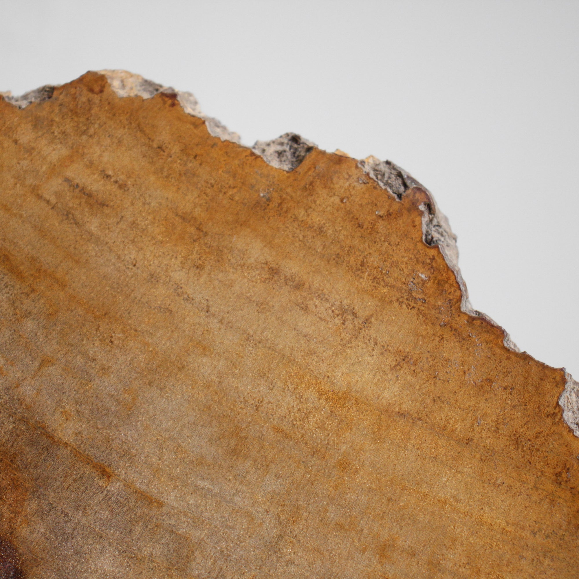 Beautiful Slice of Petrified Wood on stand PetW/038