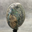 Abalone Shell on Stand -P2/340