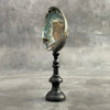 Abalone Shell on Stand -P2/340