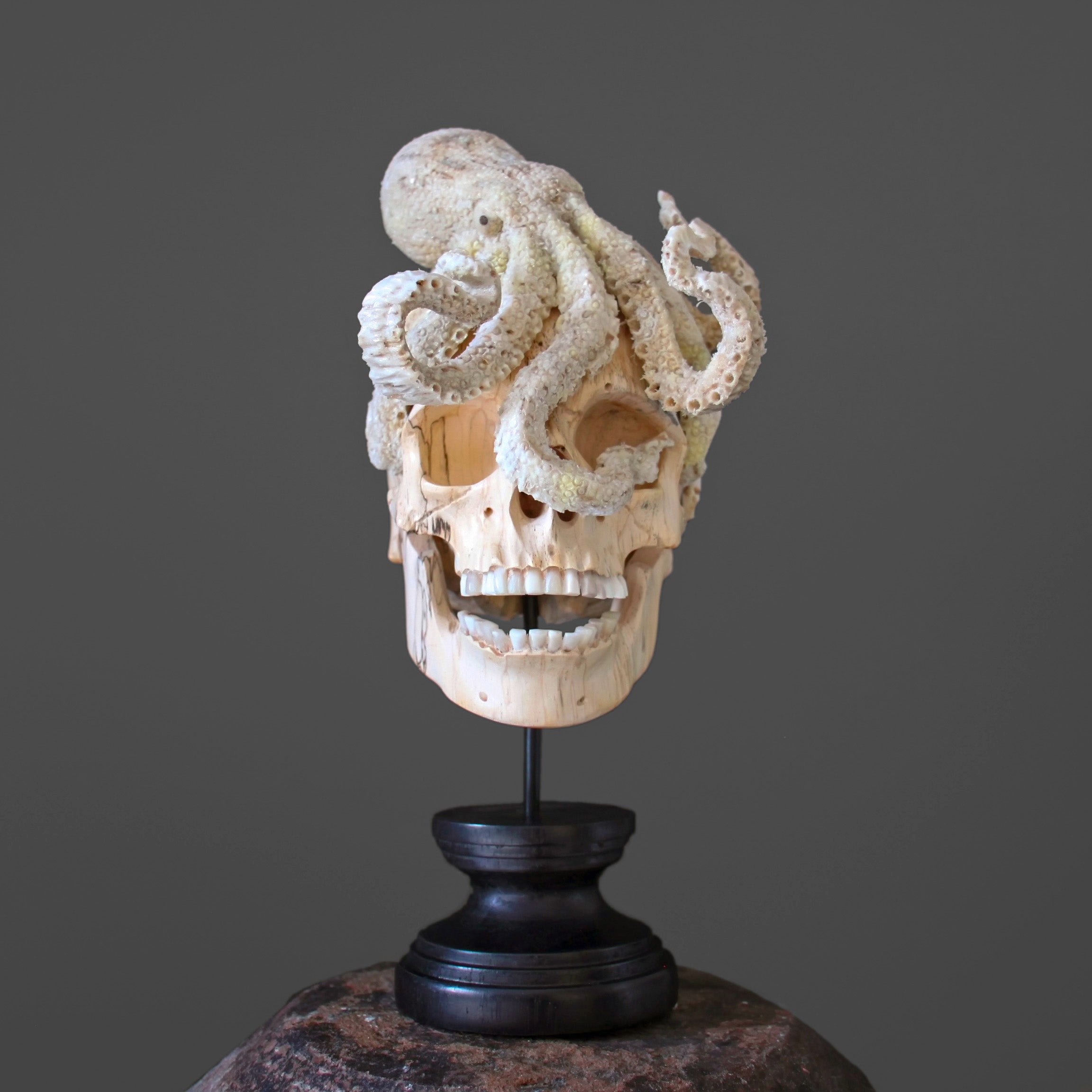 Tarmarind Wooden Skull With Octopus Carving Antler - 7Z/108