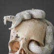 Tarmarind Wooden Skull With Snake Carving Antler - 7A/107