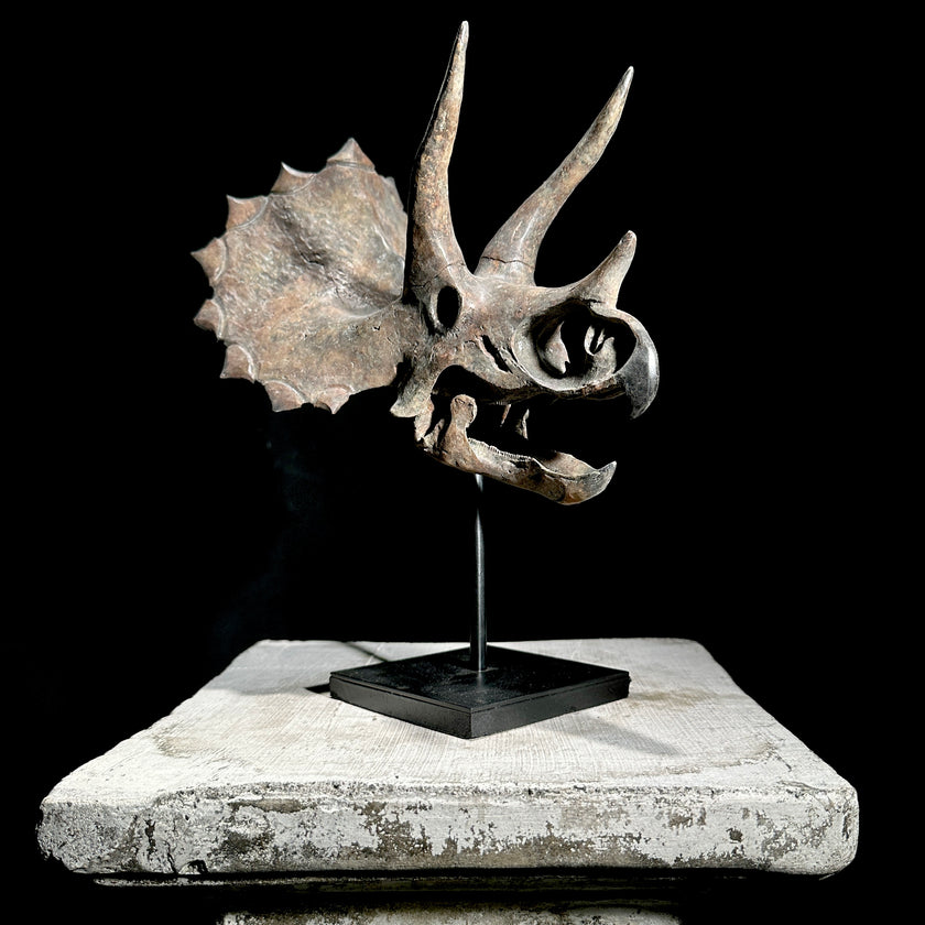 Triceratops Grey - RS003