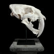 Saber Tooth Tiger Skull White - RS021