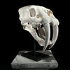 Saber Tooth Tiger Skull White - RS021