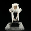 Saber Tooth Tiger Skull White - RS021