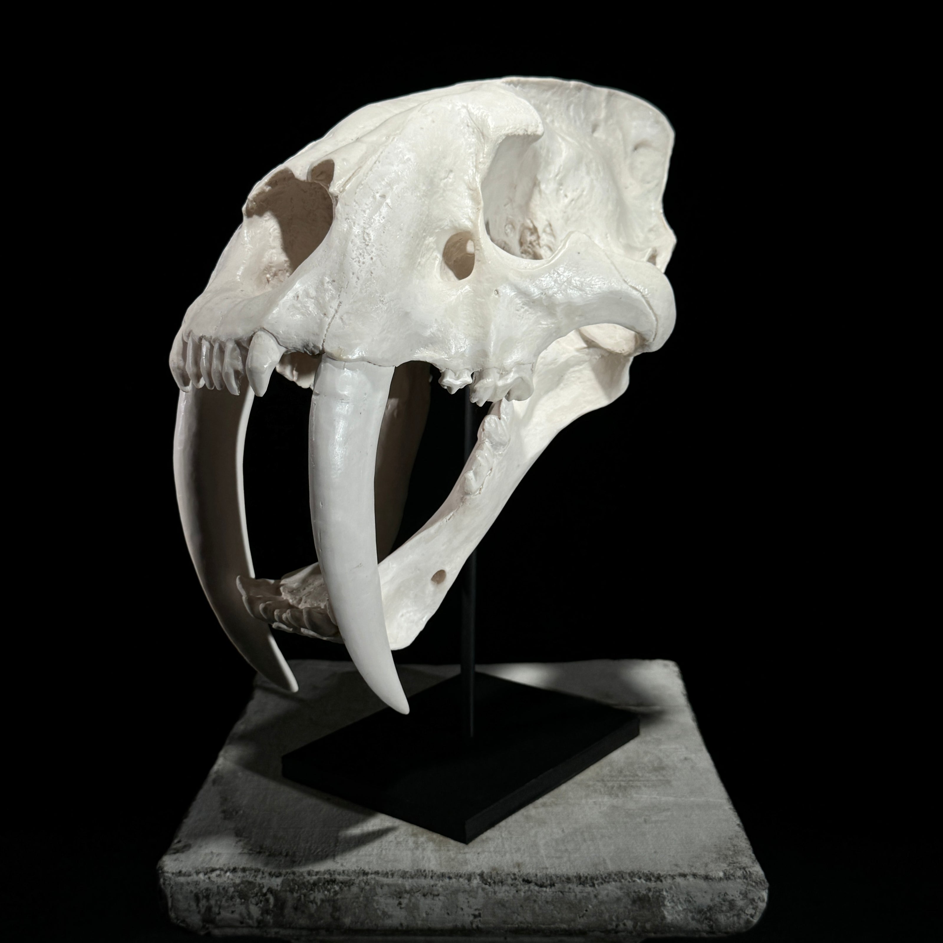 Saber Tooth Tiger Skull White - RS021