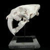 Saber Tooth Tiger Skull White - RS021