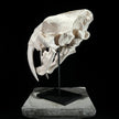 Saber Tooth Tiger Skull White - RS021