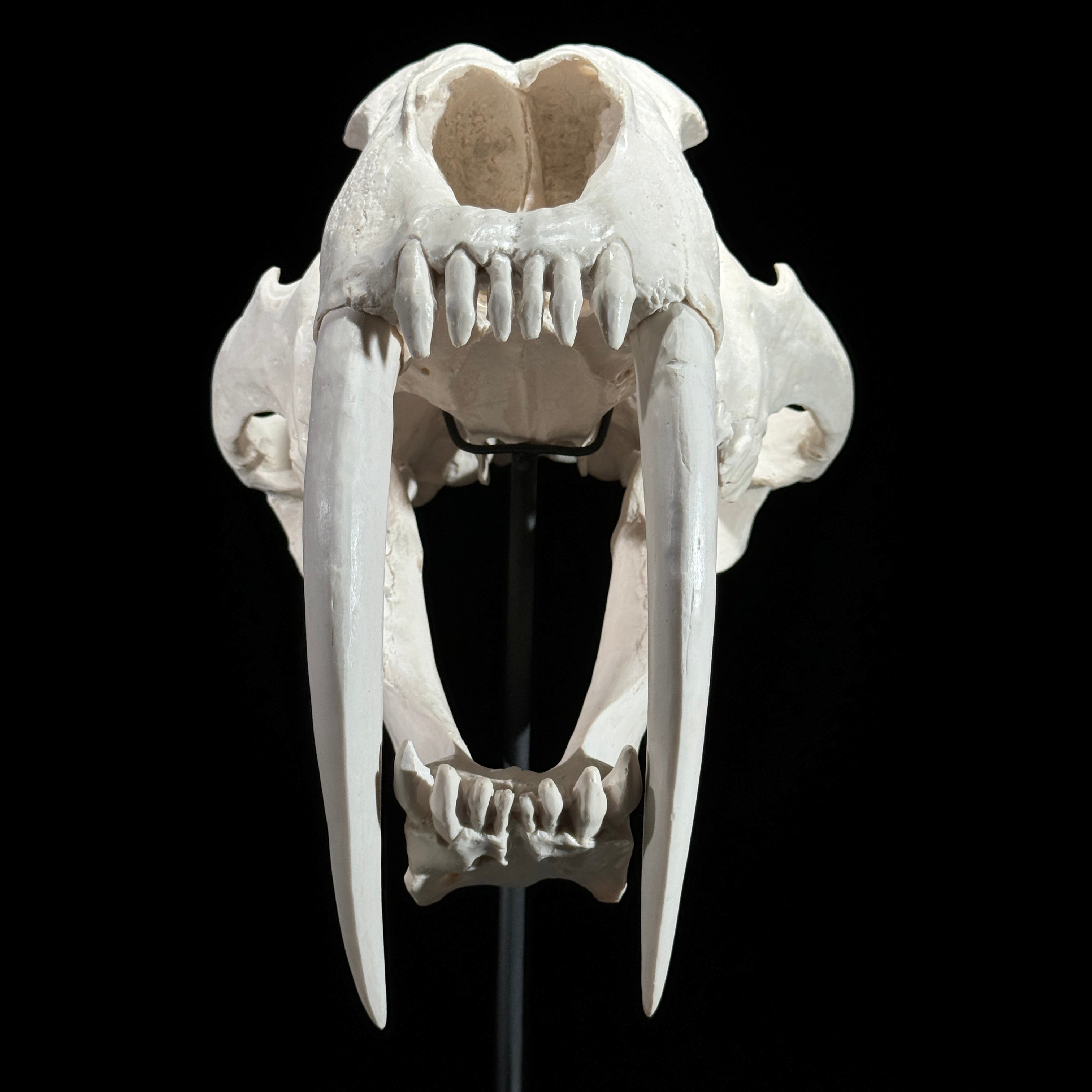 Saber Tooth Tiger Skull White - RS021