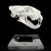 Tiger Skull White - RS025