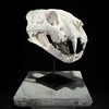 Tiger Skull White - RS025