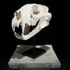 Tiger Skull White - RS025