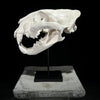 Tiger Skull White - RS025