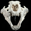 Tiger Skull White - RS025