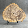 Beautiful Slice of Petrified Wood on stand - G1/149