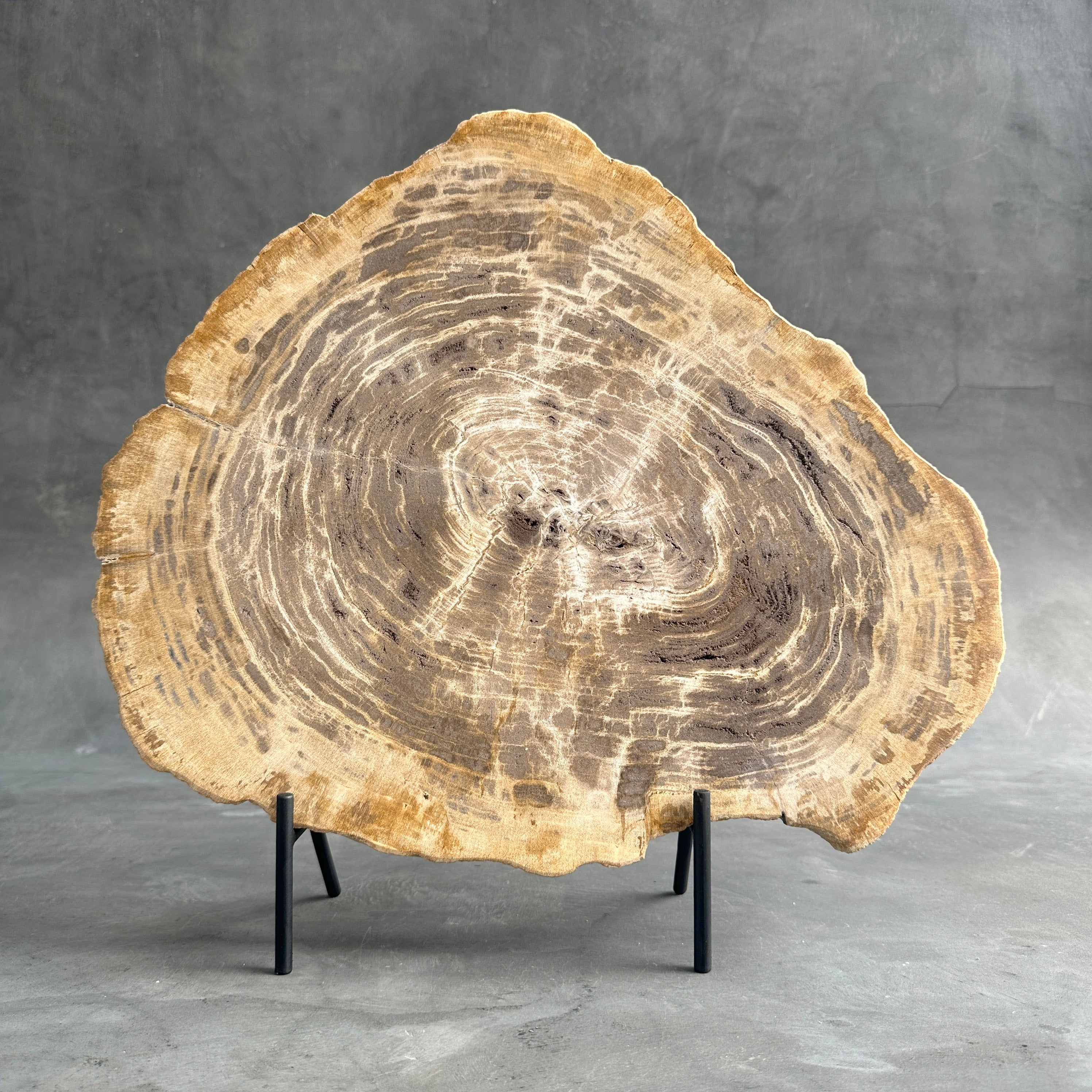 Beautiful Slice of Petrified Wood on stand - G1/149