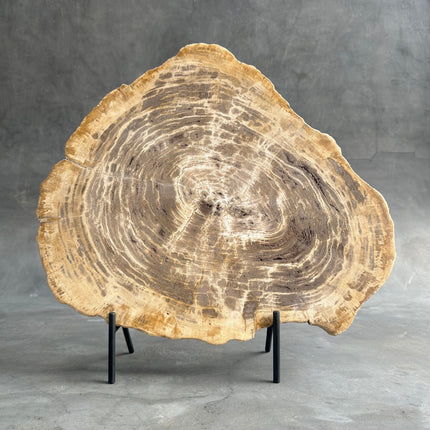 Beautiful Slice of Petrified Wood on stand - G1/149