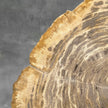 Beautiful Slice of Petrified Wood on stand - G1/149