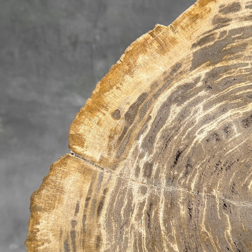 Beautiful Slice of Petrified Wood on stand - G1/149
