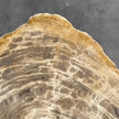 Beautiful Slice of Petrified Wood on stand - G1/149