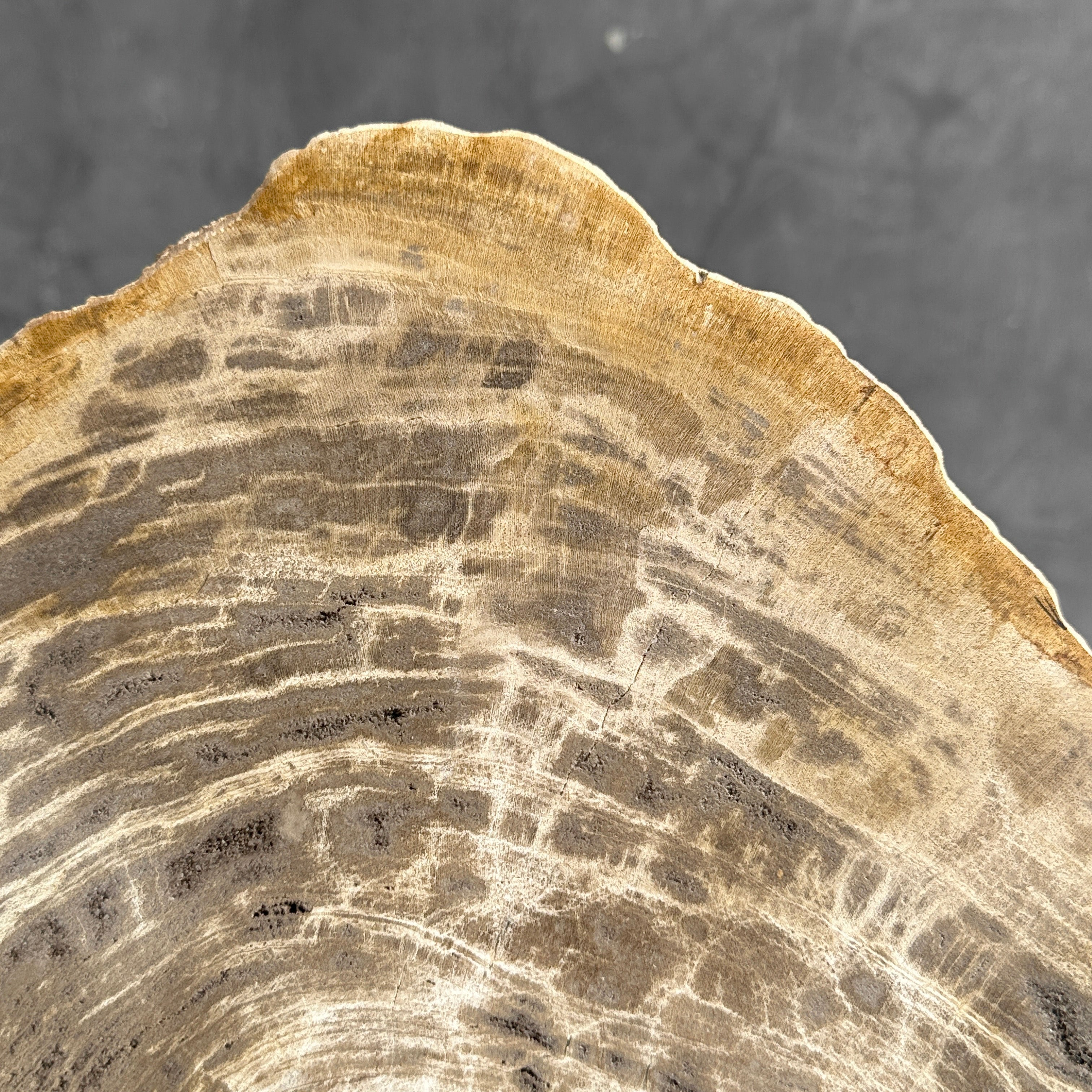 Beautiful Slice of Petrified Wood on stand - G1/149