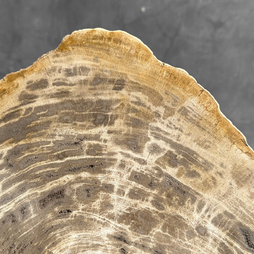 Beautiful Slice of Petrified Wood on stand - G1/149