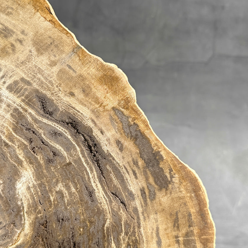 Beautiful Slice of Petrified Wood on stand - G1/149