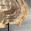 Beautiful Slice of Petrified Wood on stand - G1/149