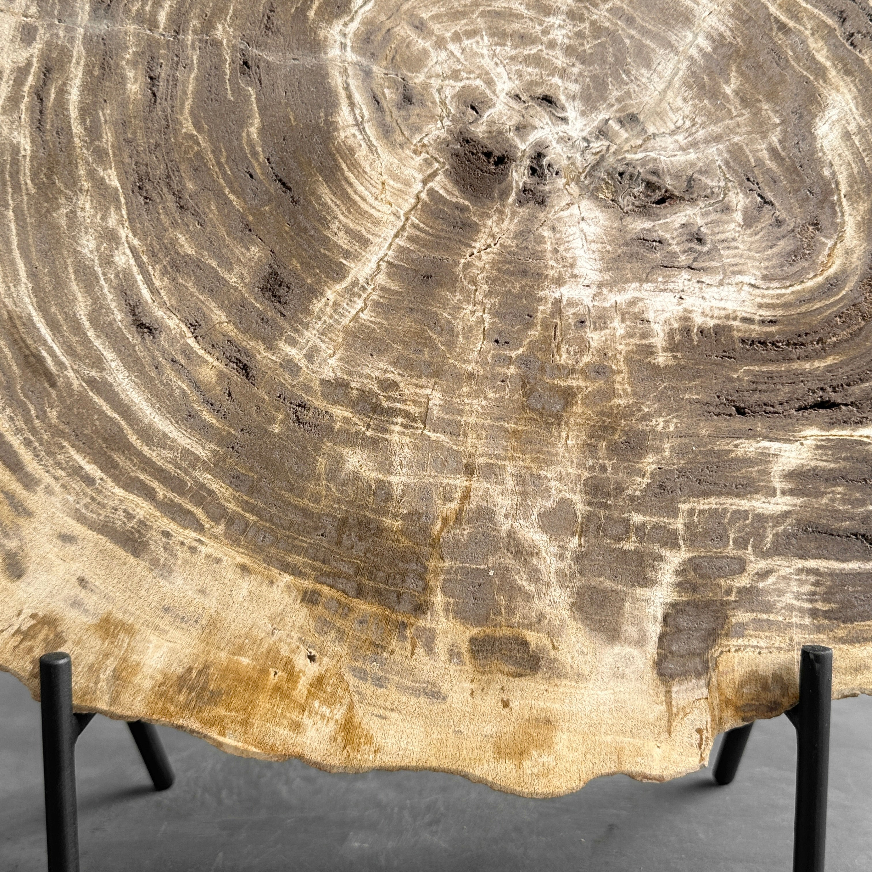 Beautiful Slice of Petrified Wood on stand - G1/149