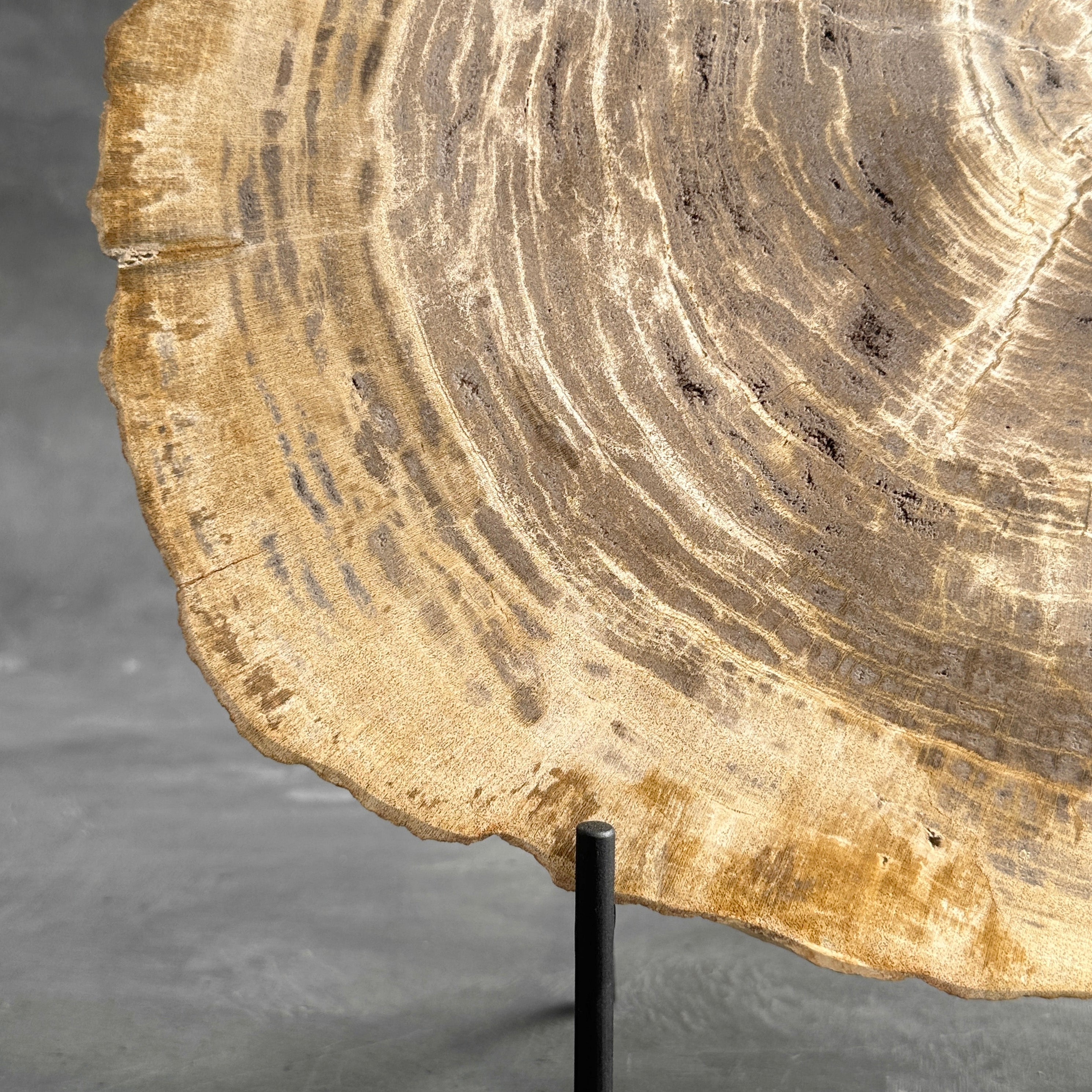 Beautiful Slice of Petrified Wood on stand - G1/149