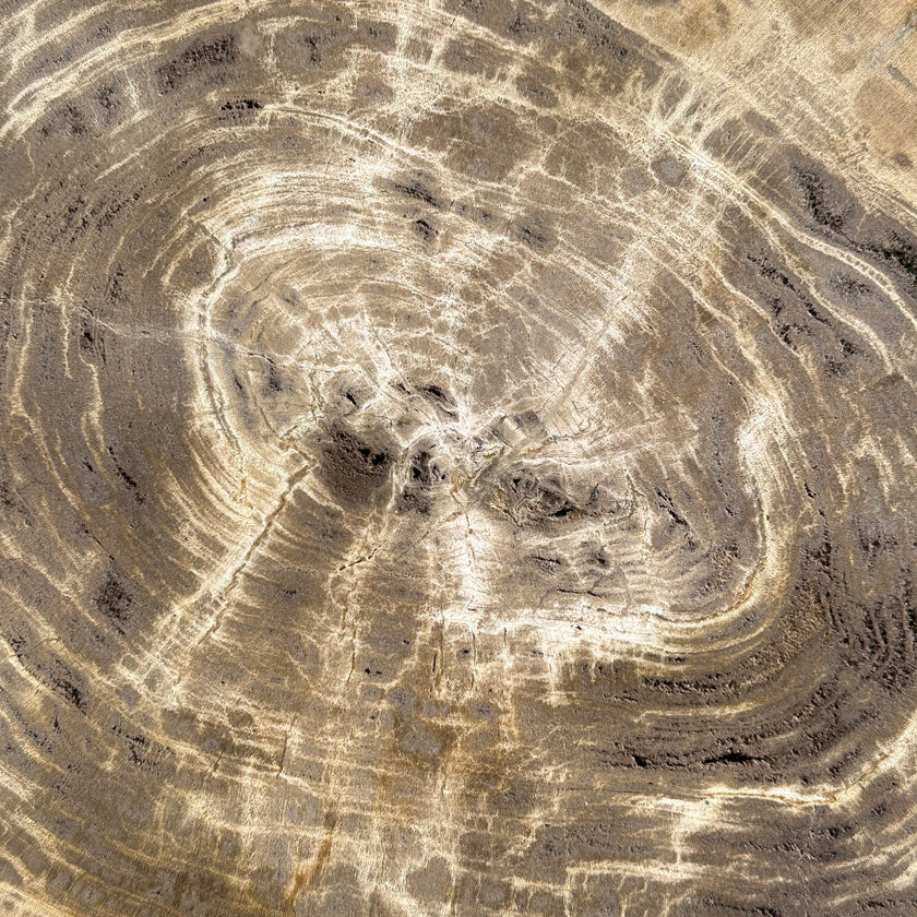 Beautiful Slice of Petrified Wood on stand - G1/149