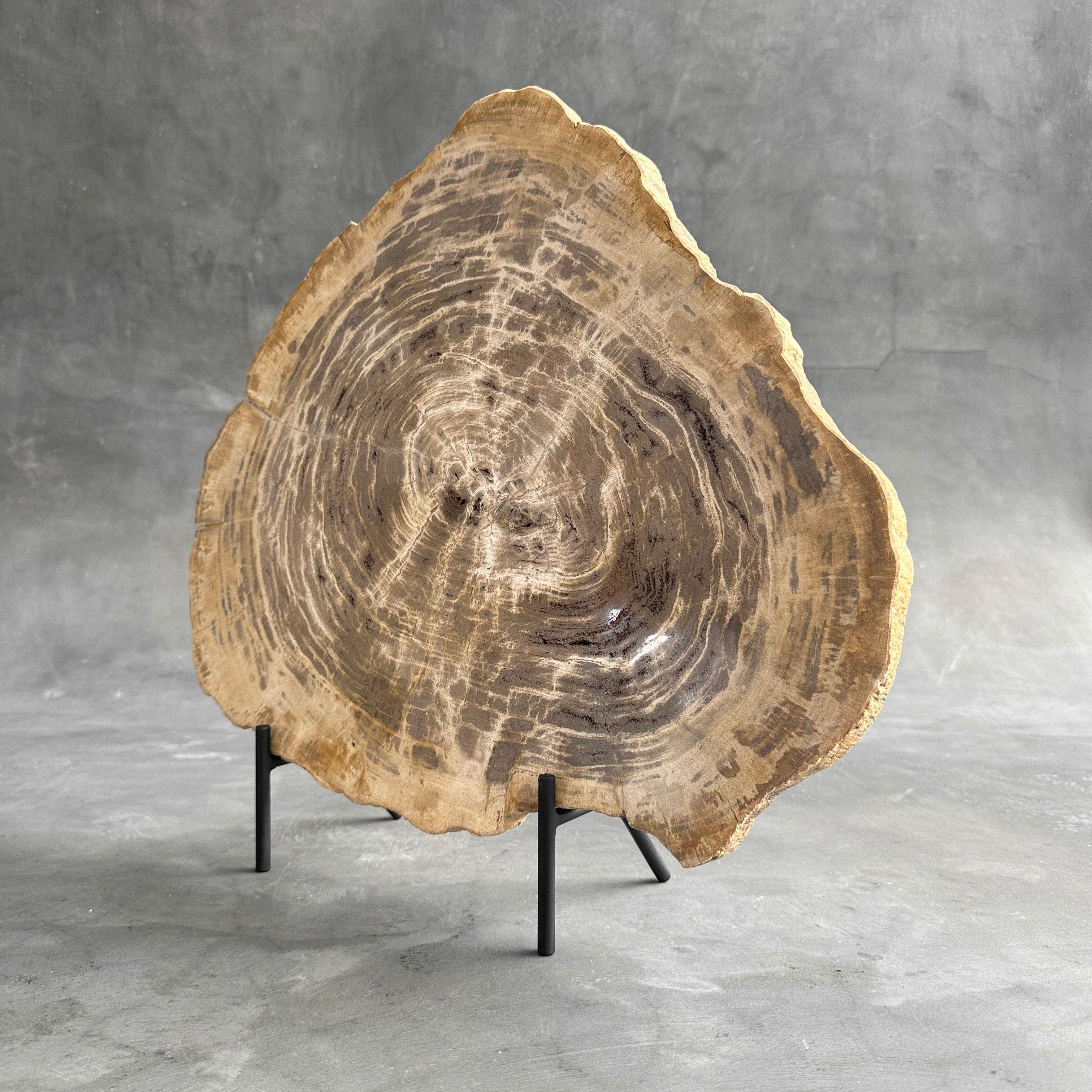 Beautiful Slice of Petrified Wood on stand - G1/149