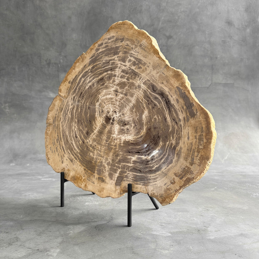 Beautiful Slice of Petrified Wood on stand - G1/149