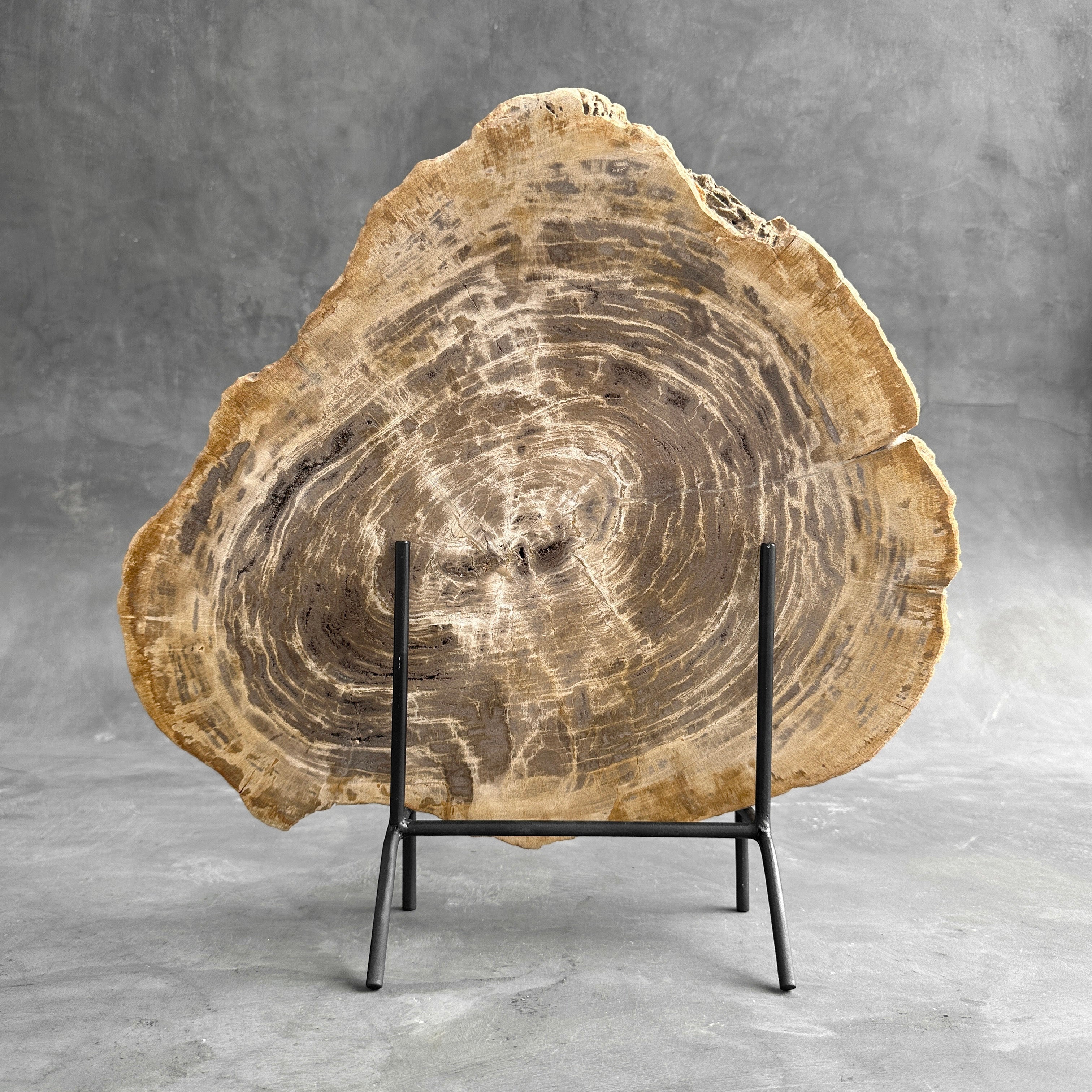 Beautiful Slice of Petrified Wood on stand - G1/149