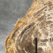 Beautiful Slice of Petrified Wood on stand - G1/149