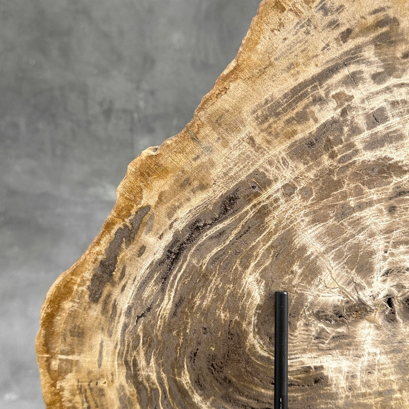 Beautiful Slice of Petrified Wood on stand - G1/149