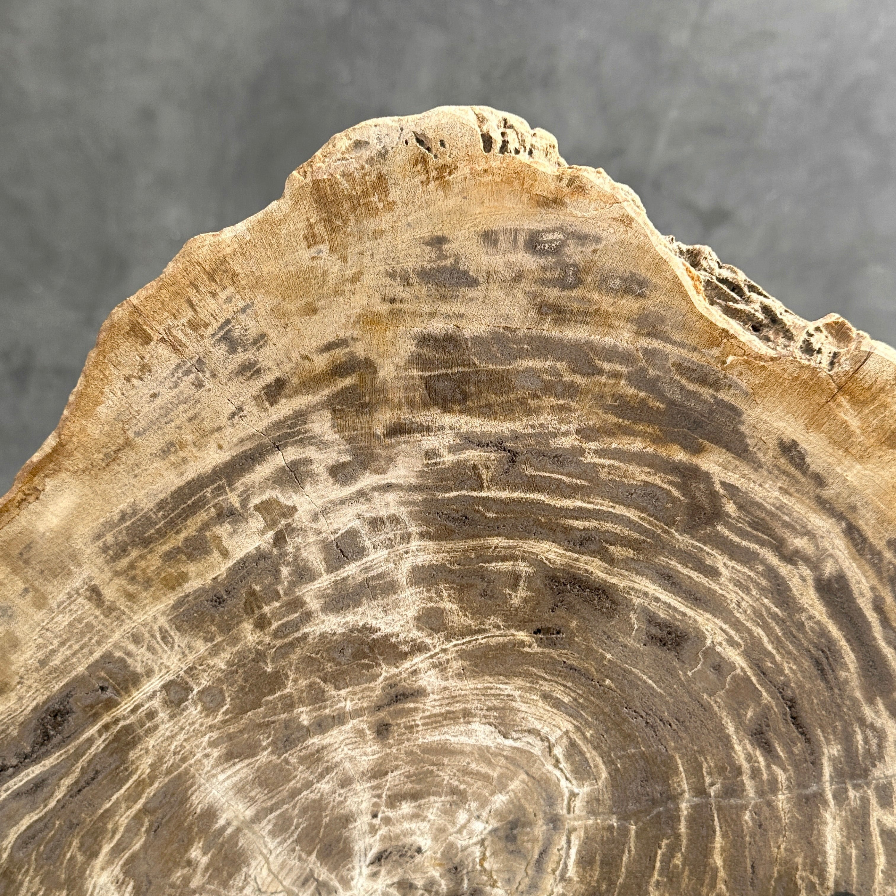 Beautiful Slice of Petrified Wood on stand - G1/149